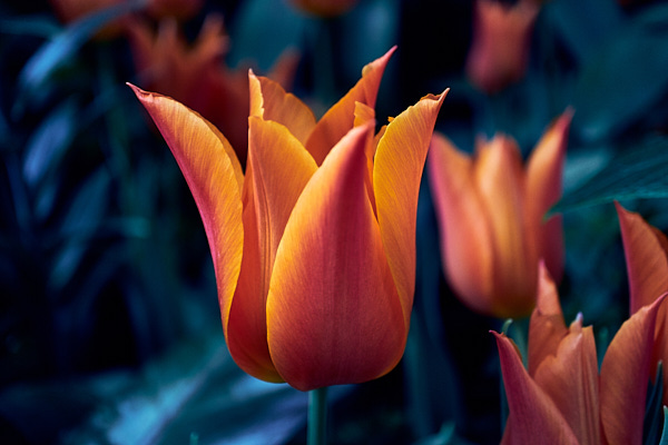 orange tulips