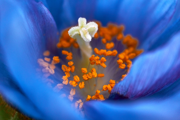 blue poppy